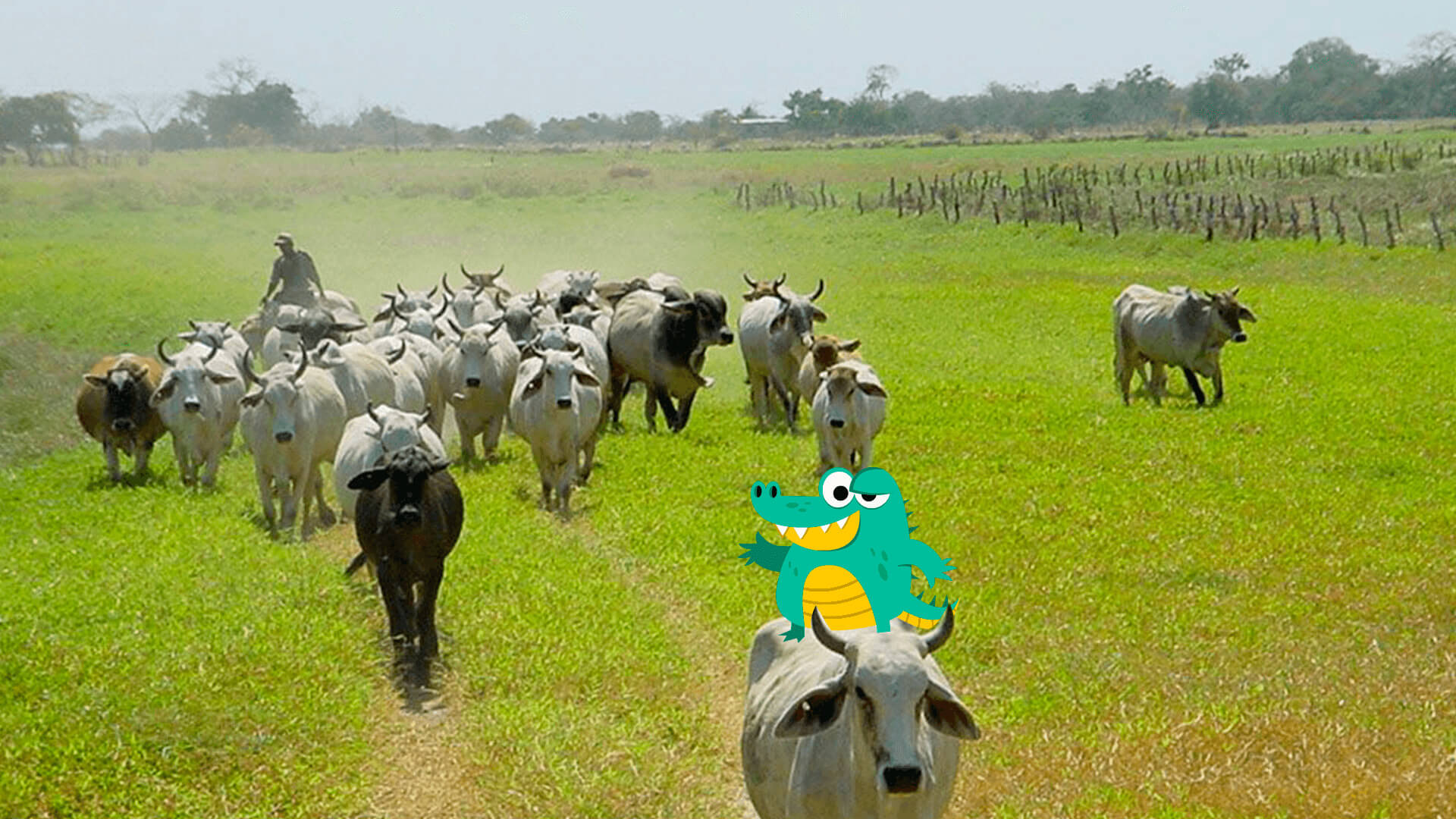 Cody en el llano venezolano arriba de una vaca